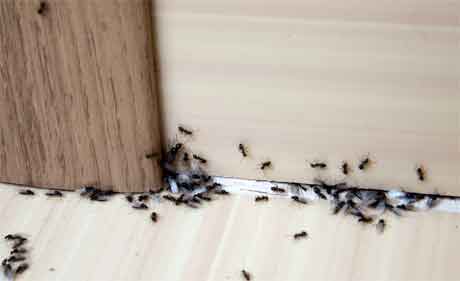 Ant Pest Control Methods